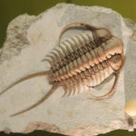 trilobita