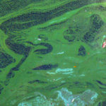 Cyanobacteria3