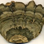 Stromatolite_Fossil_from_Wyoming