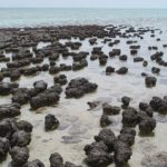 Stromatolites_in_Sharkbay