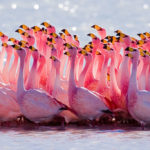 flamingo_mating_ritual